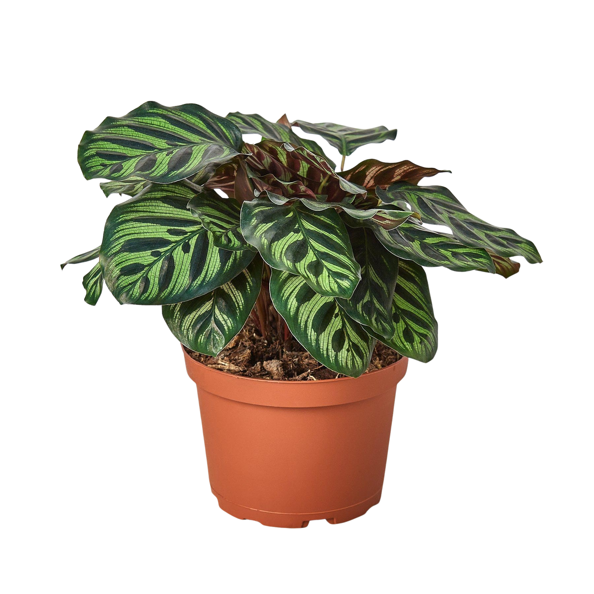 Calathea 'Makoyana'