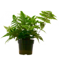 Autumn Fern