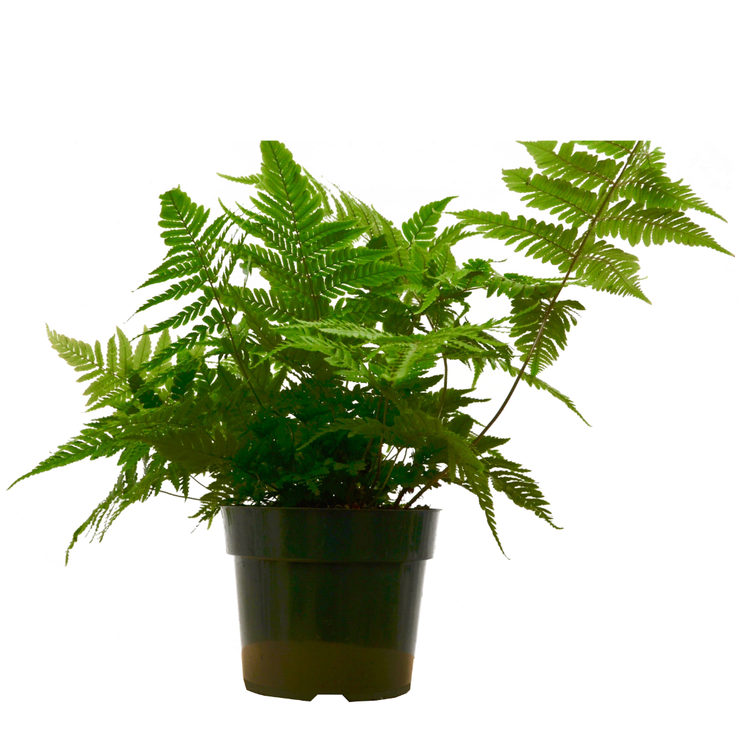 Autumn Fern