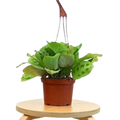 Maranta 'Leuconeura'