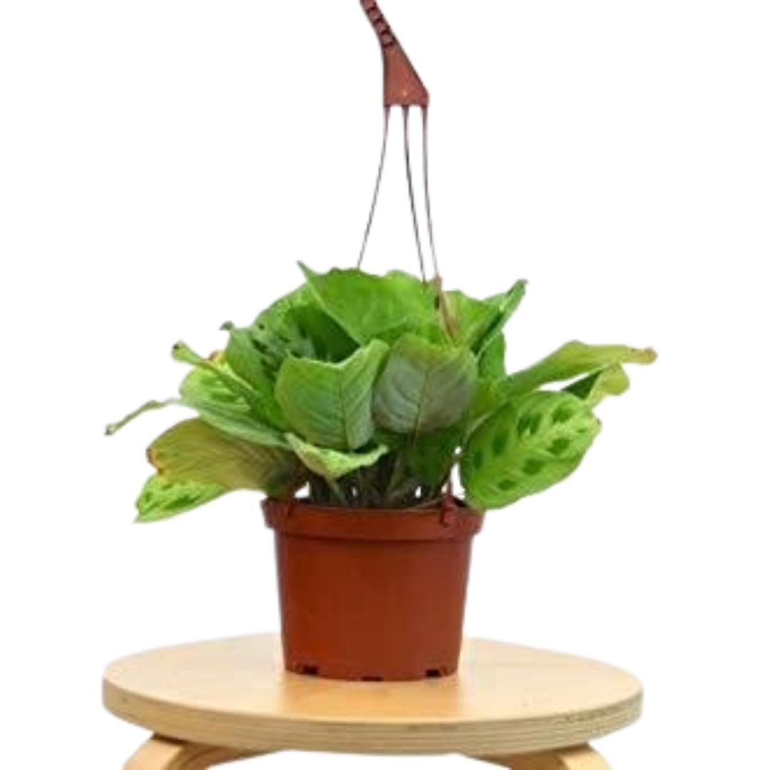 Maranta 'Leuconeura'