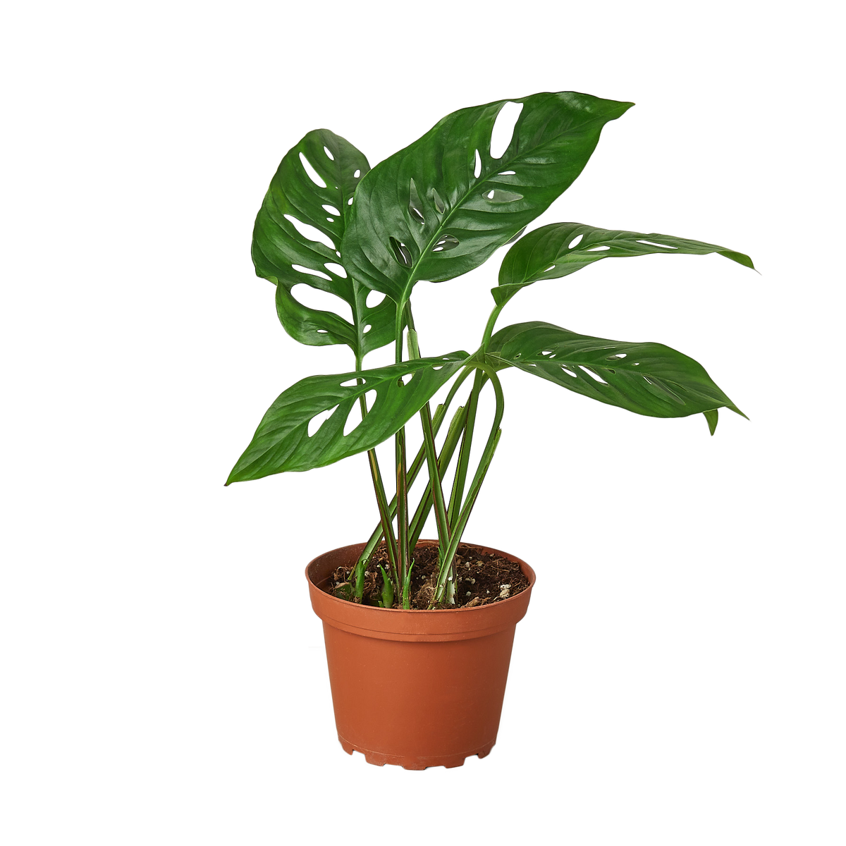 Monstera Adansonii 'Swiss Cheese'