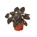 Peperomia 'Ripple Red'