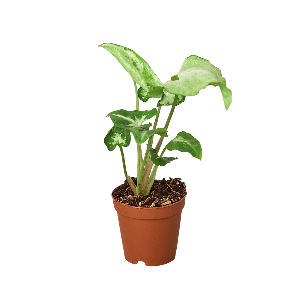 Syngonium White Butterfly