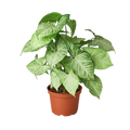Syngonium White Butterfly