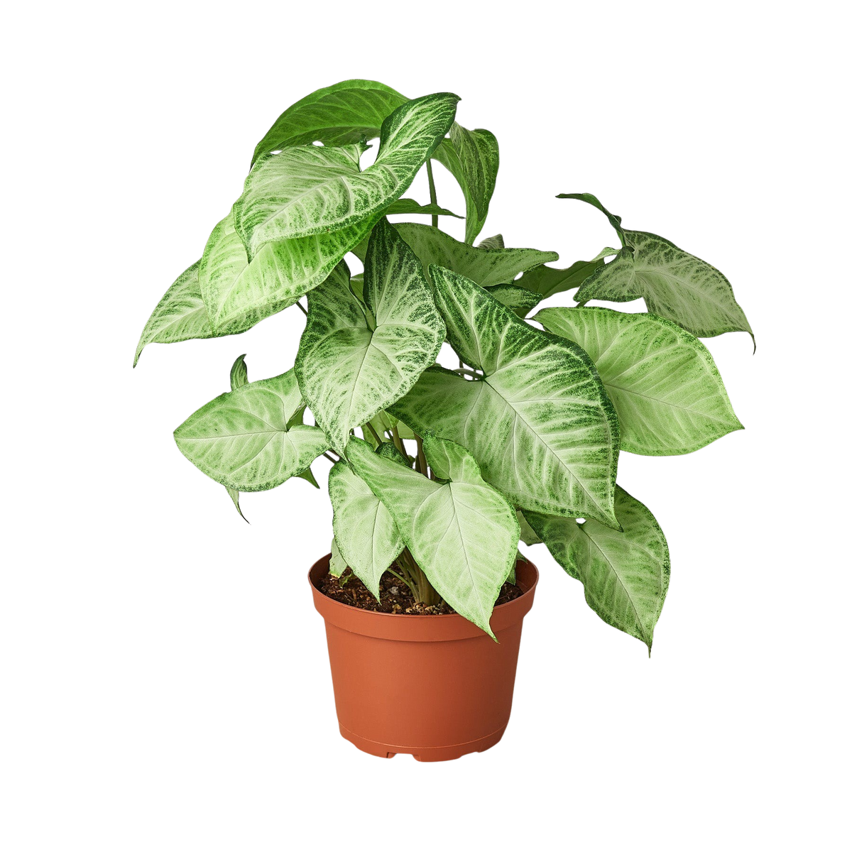 Syngonium White Butterfly