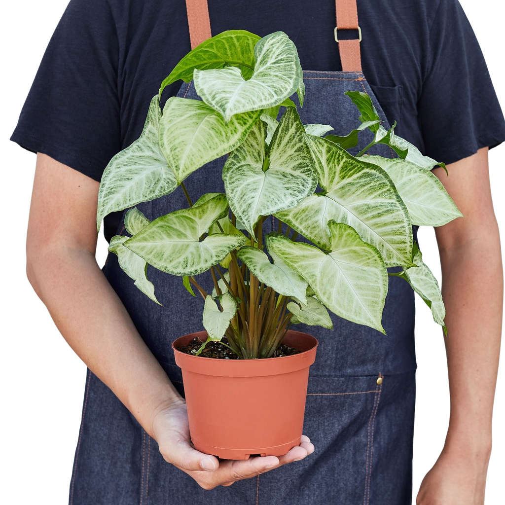 Syngonium White Butterfly