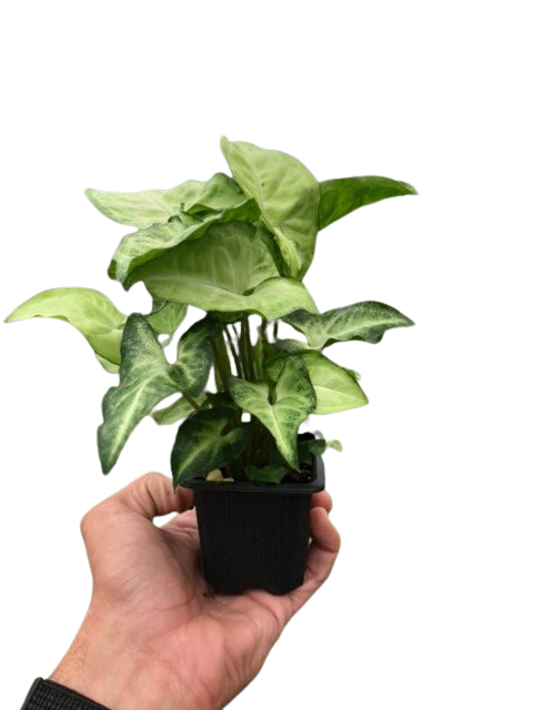 Syngonium White Butterfly