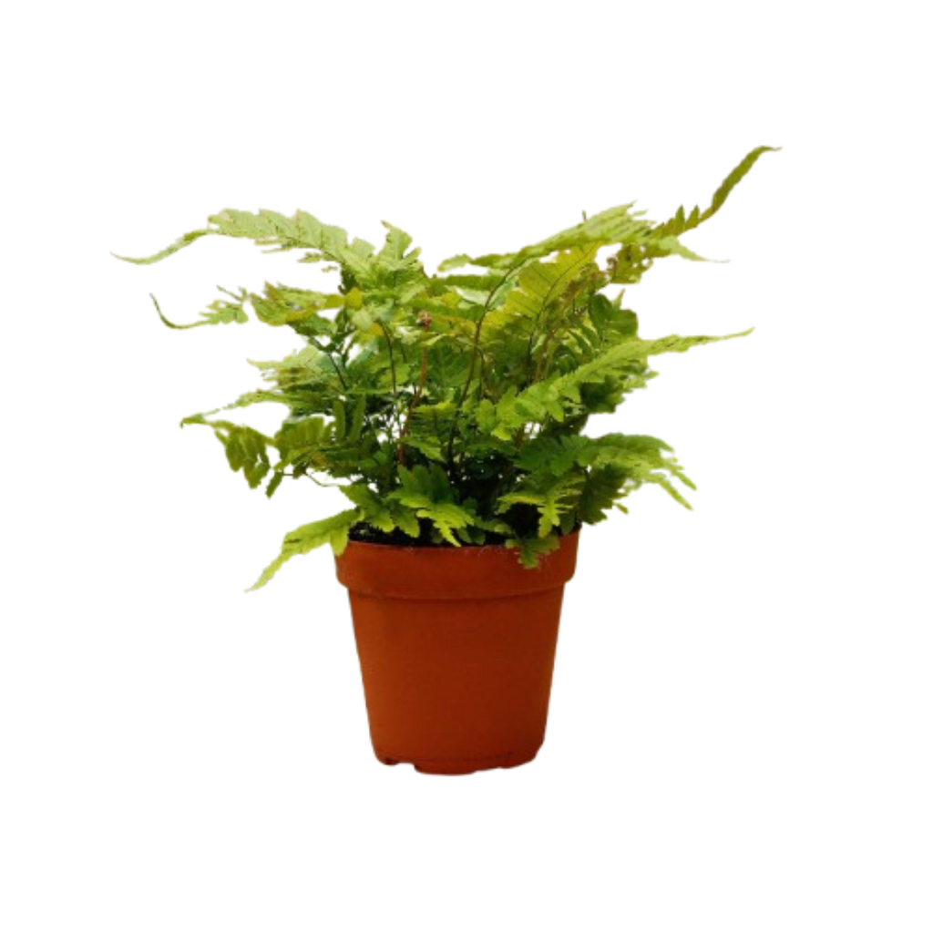 Pet-Friendly Plant of the Month