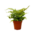 Pet-Friendly Plant of the Month