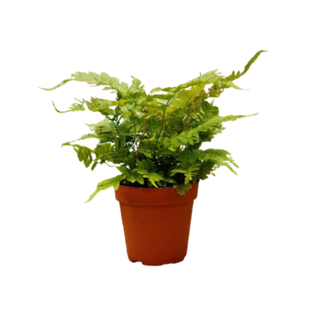 Pet-Friendly Plant of the Month