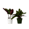 Calathea Variety Pack (2 Plants)