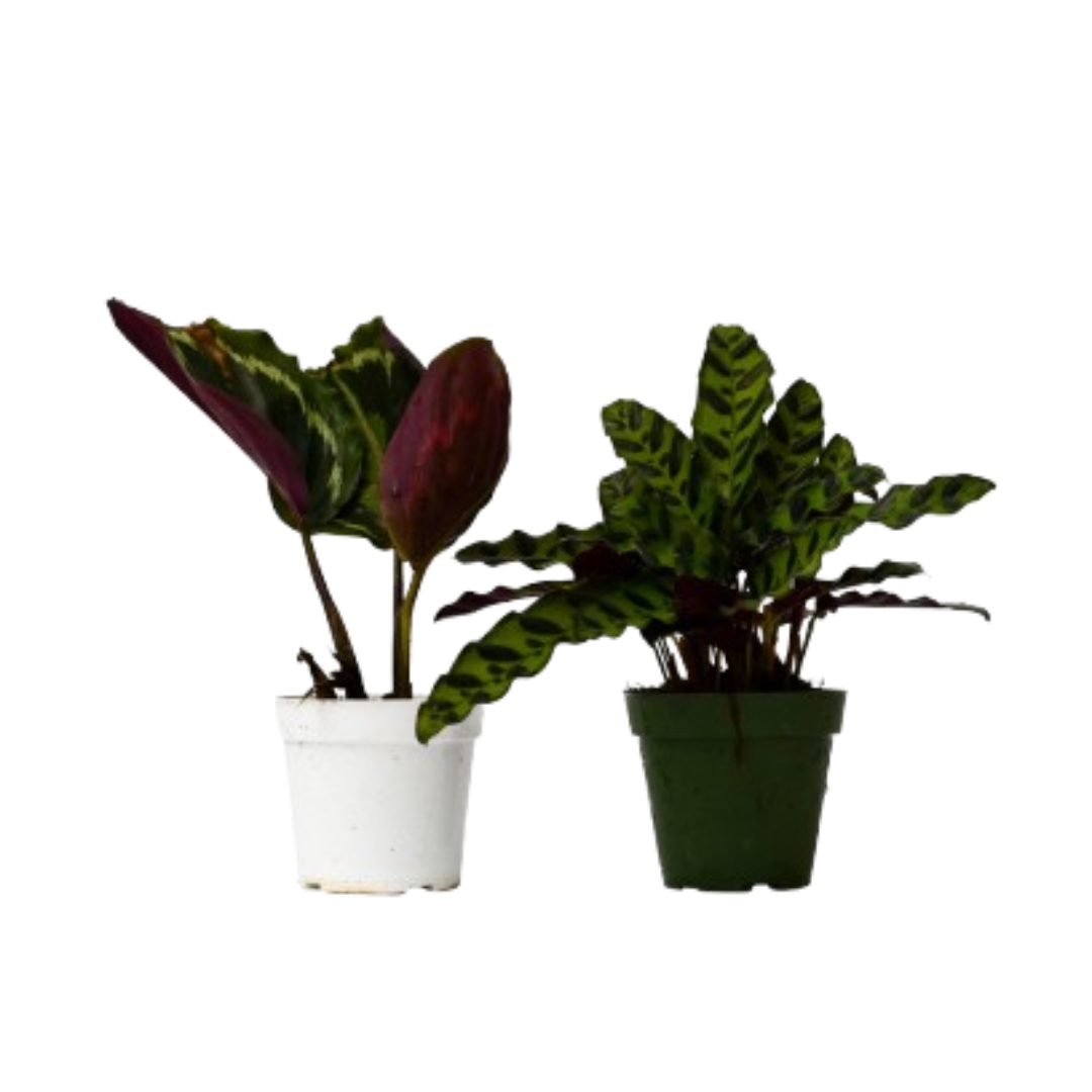 Calathea Variety Pack (2 Plants)