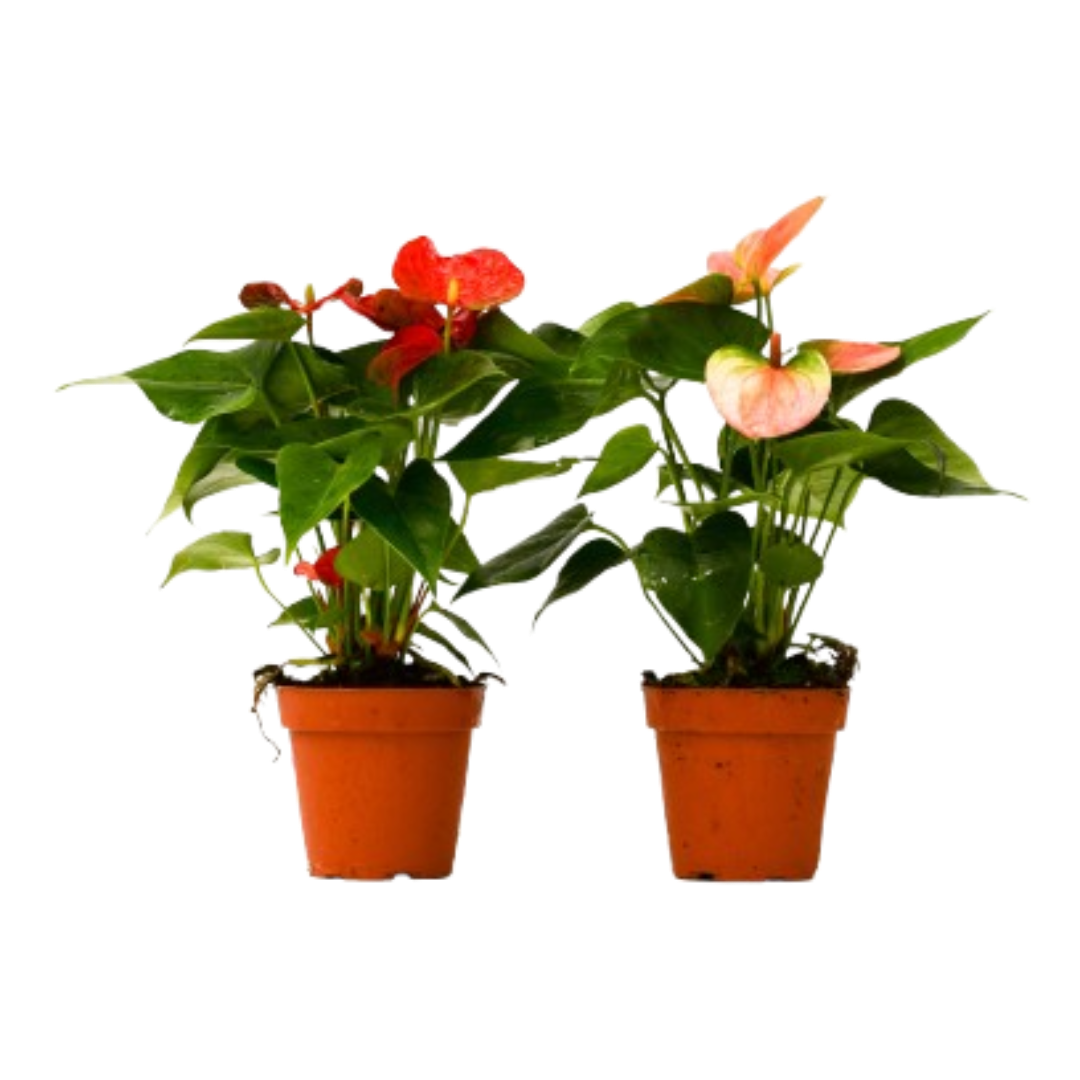 Anthurium Variety Pack (2 Plants)
