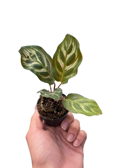 Calathea 'Makoyana'