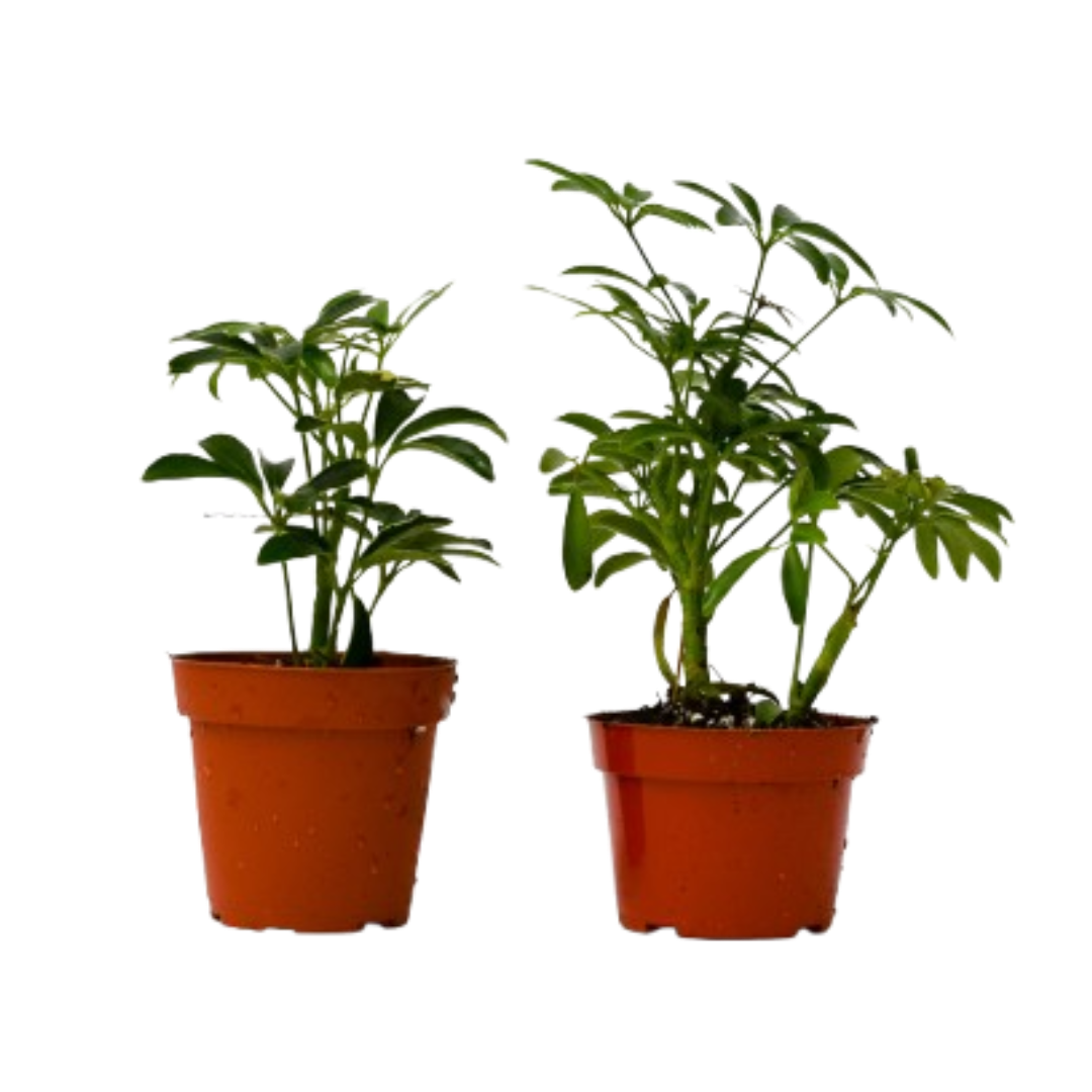 Schefflera Variety Pack (2 Plants)