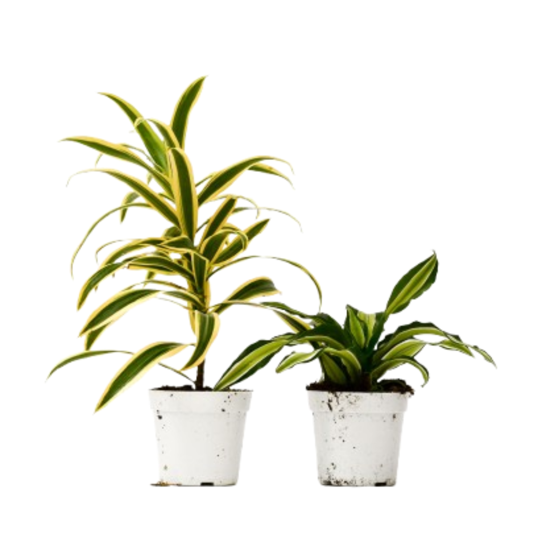 Dracaena Variety Pack (2 Plants)