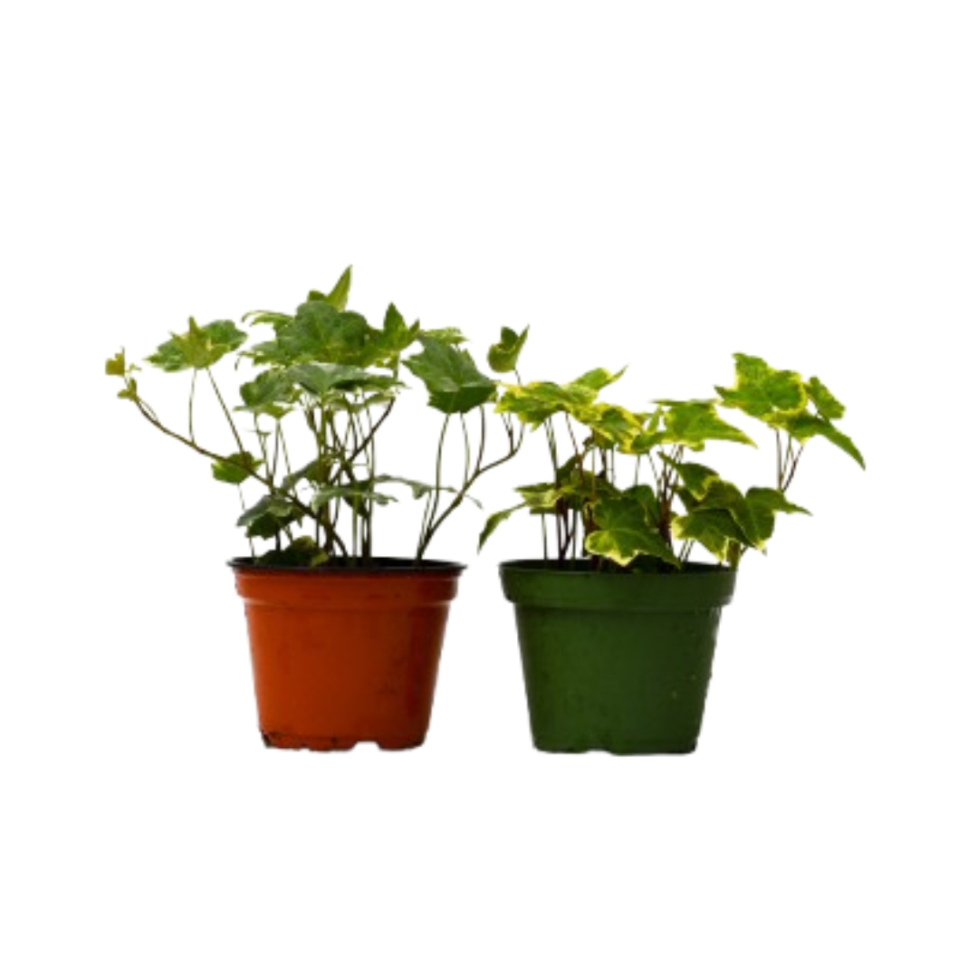 English Ivy Variety Pack (2 Plants)