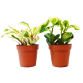 Peperomia Variety Pack (2 Plants)