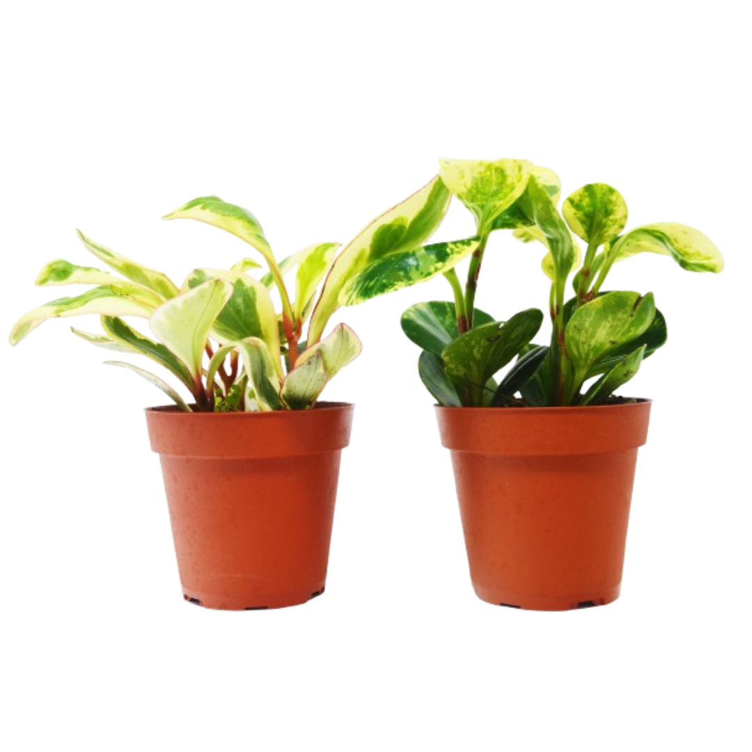 Peperomia Variety Pack (2 Plants)