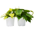 Philodendron Variety Pack (2 Plants)