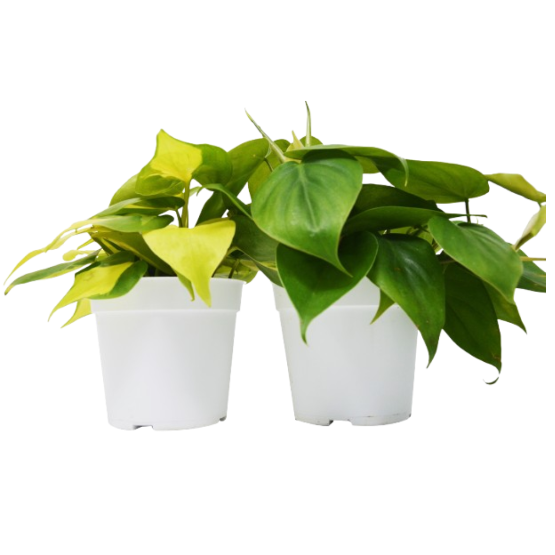 Philodendron Variety Pack (2 Plants)
