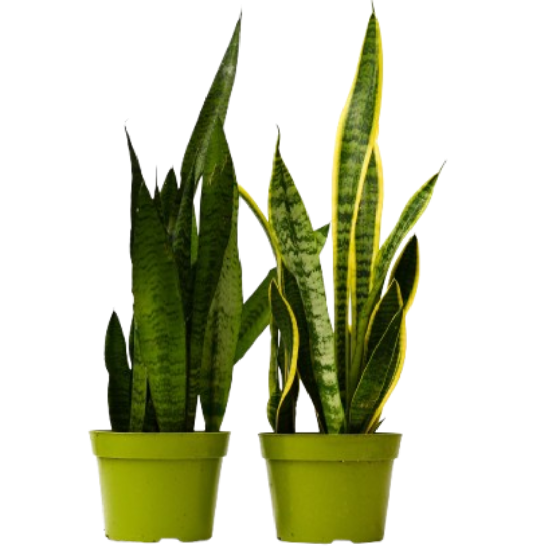 Snake Plant Variety Pack (2 Plants)