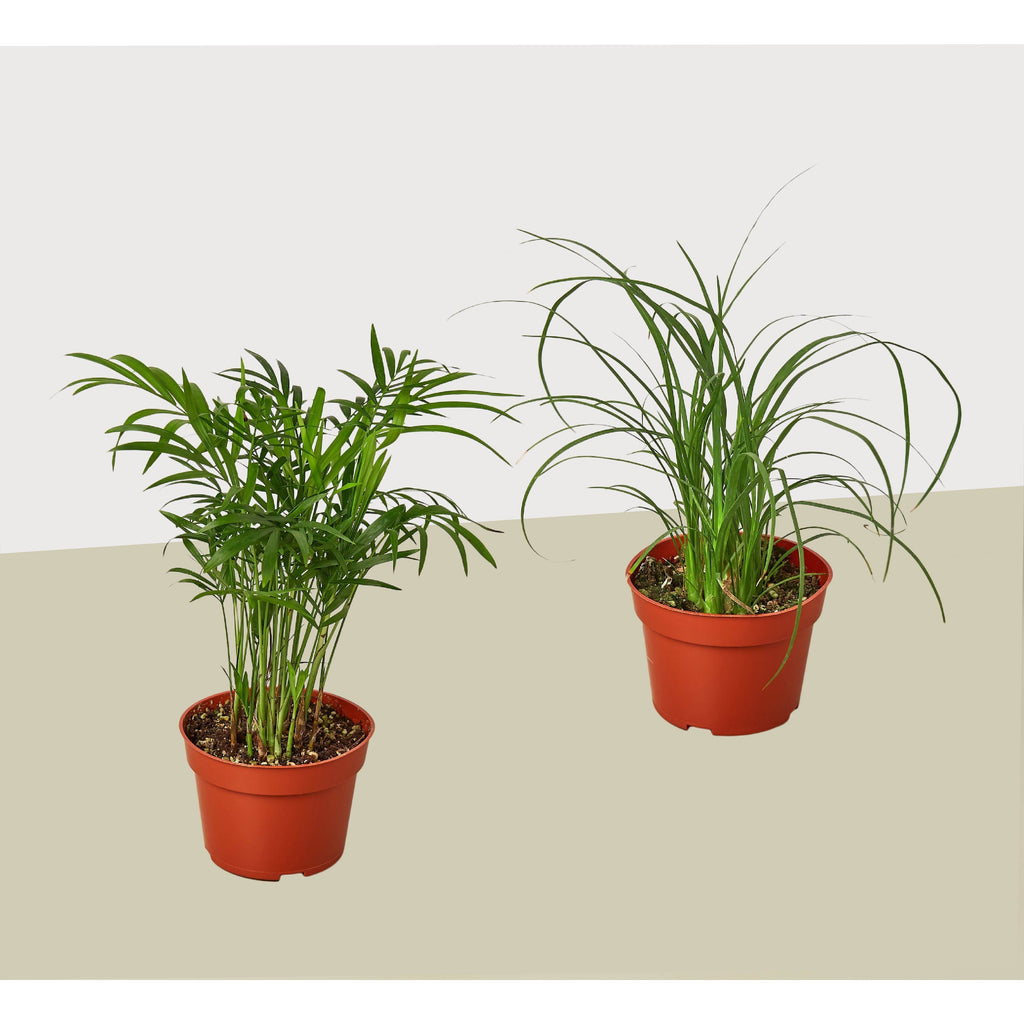 Palm Variety Pack (2 Plants)