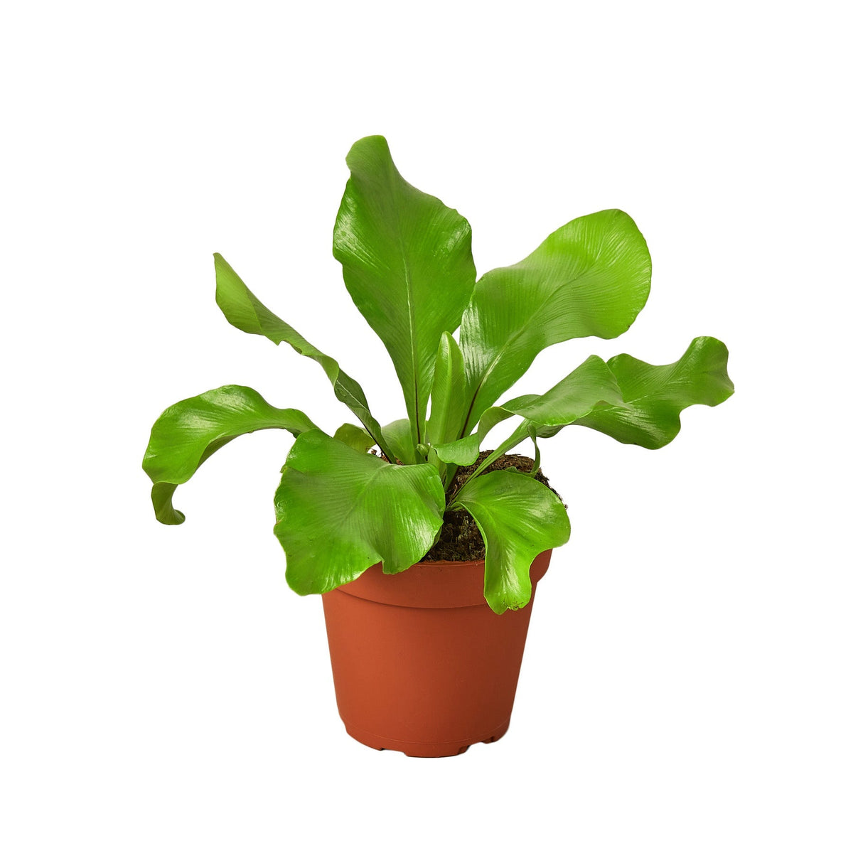 Bird's Nest Fern 'Nidus'