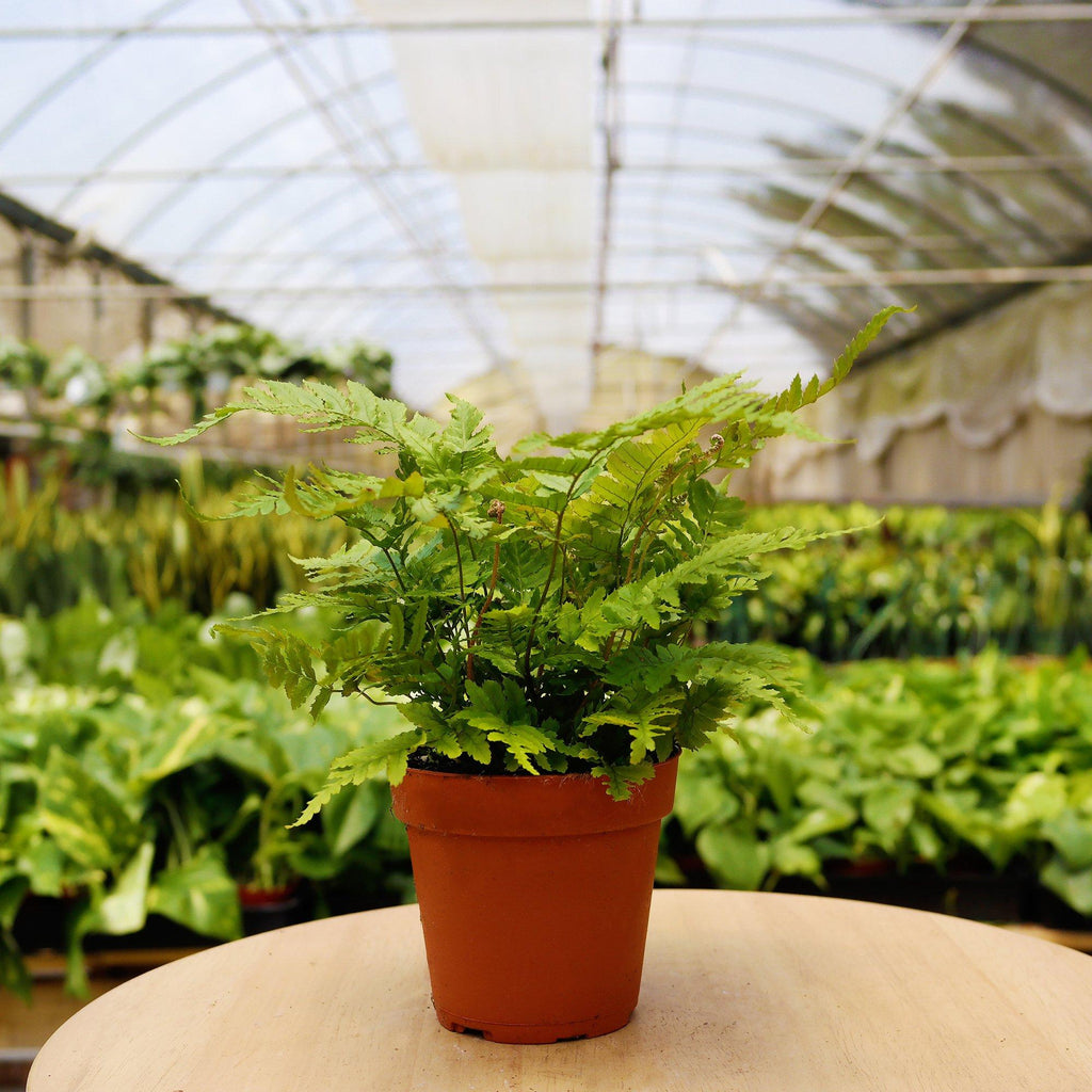 Pet-Friendly Plant of the Month