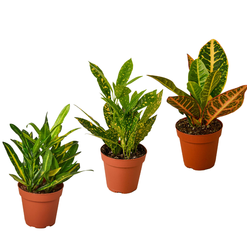 Croton Variety Pack (3 Plants)