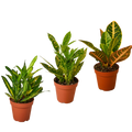 Croton Variety Pack (3 Plants)