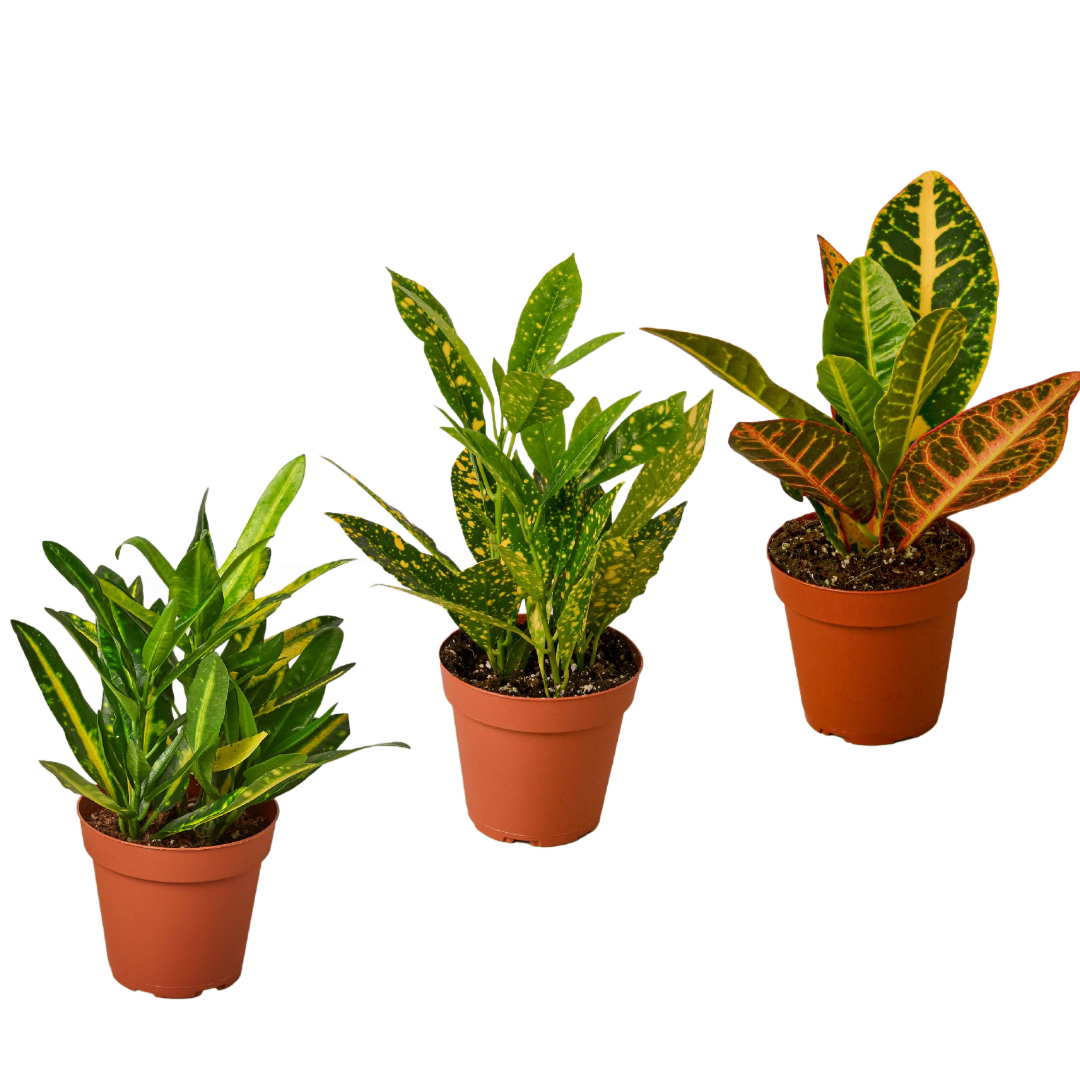 Croton Variety Pack (3 Plants)