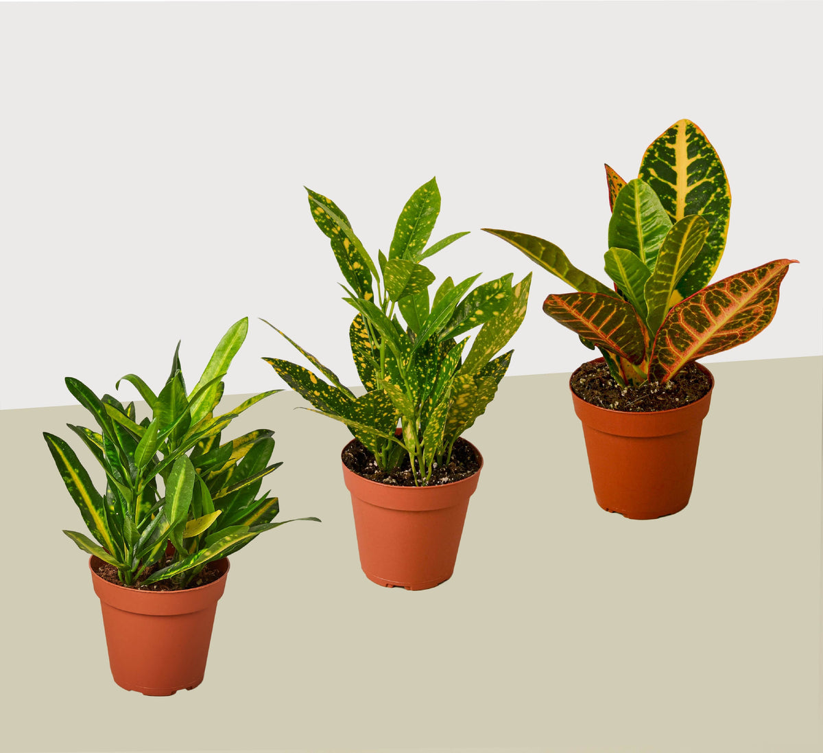 Croton Variety Pack (3 Plants)