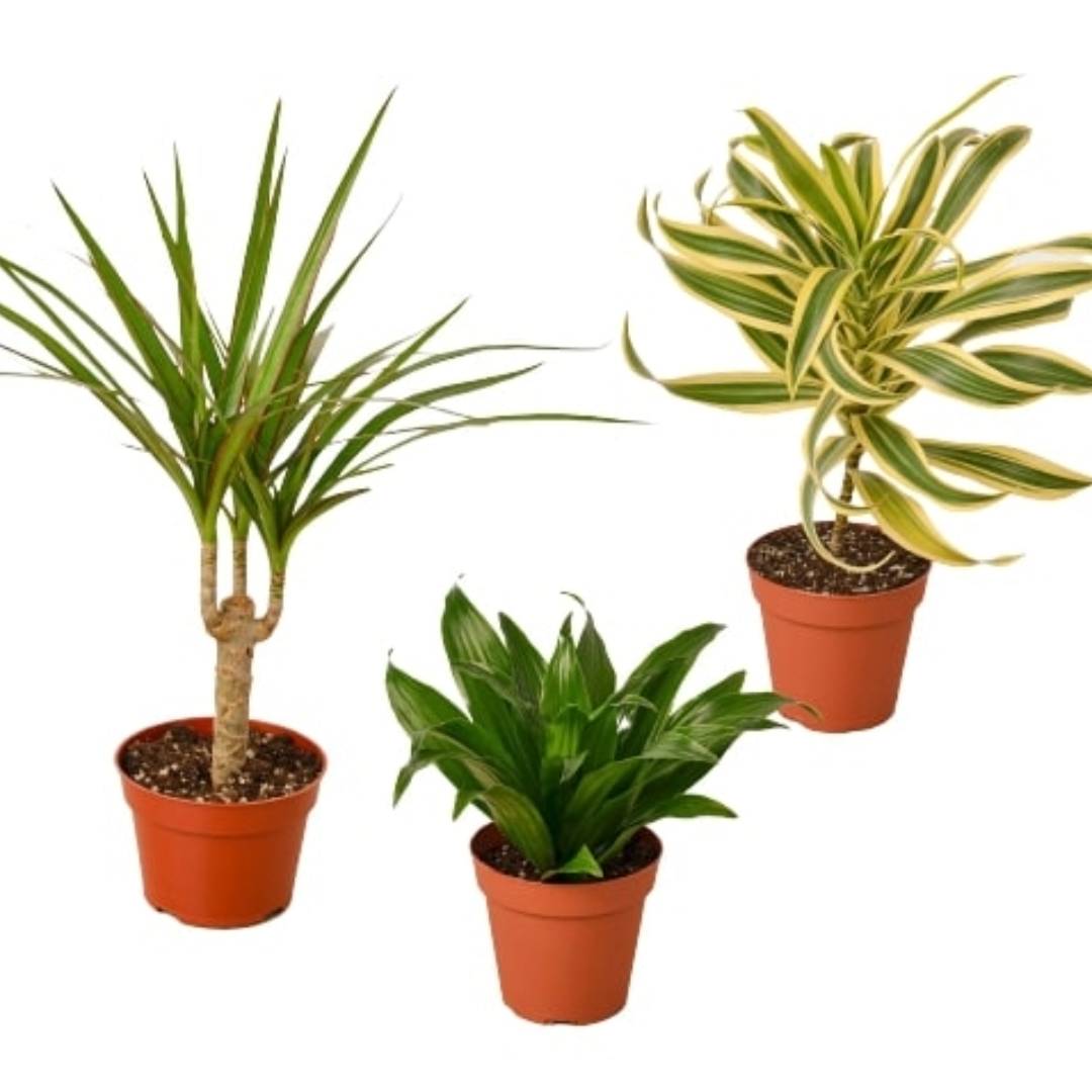 Dracaena Variety Pack (3 Plants)