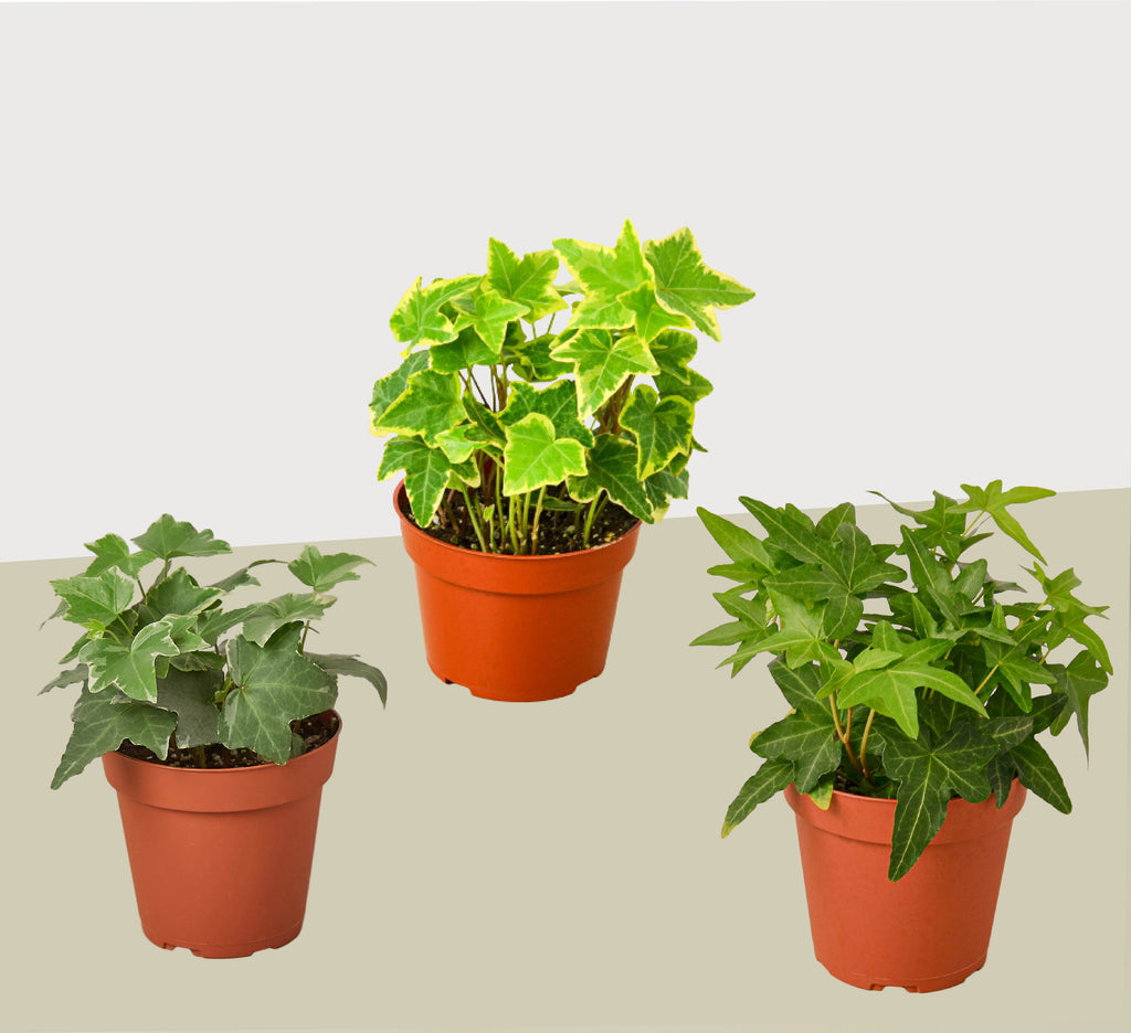 English Ivy Variety Pack (3 Plants)