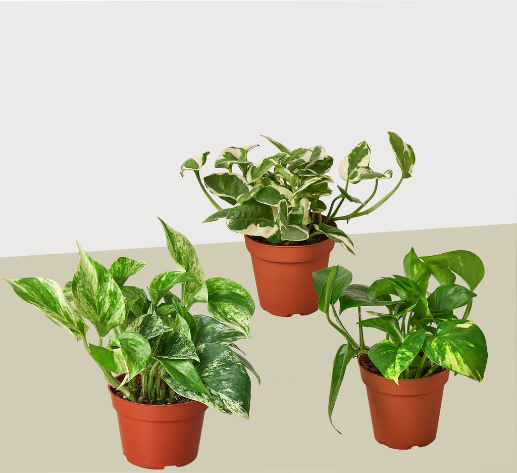 Pothos Variety Pack (3 Plants)