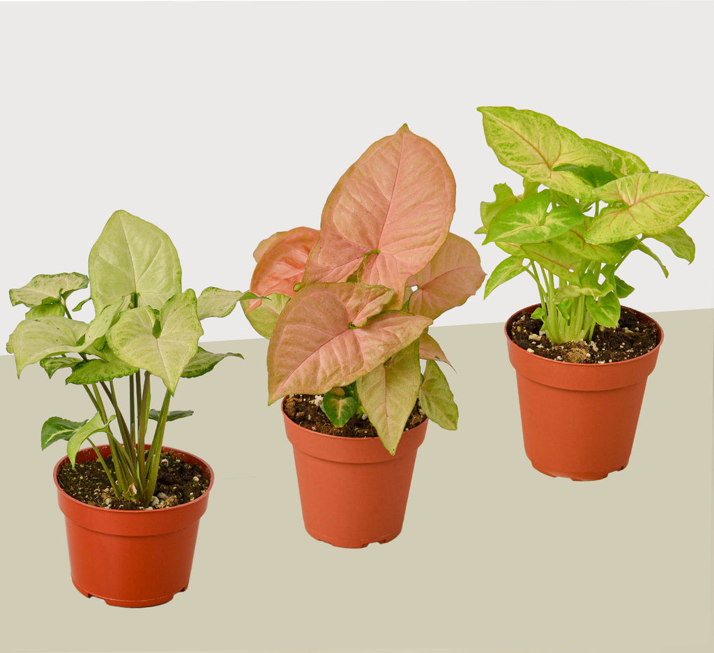 Syngonium Arrowhead Variety Pack (3 Plants)