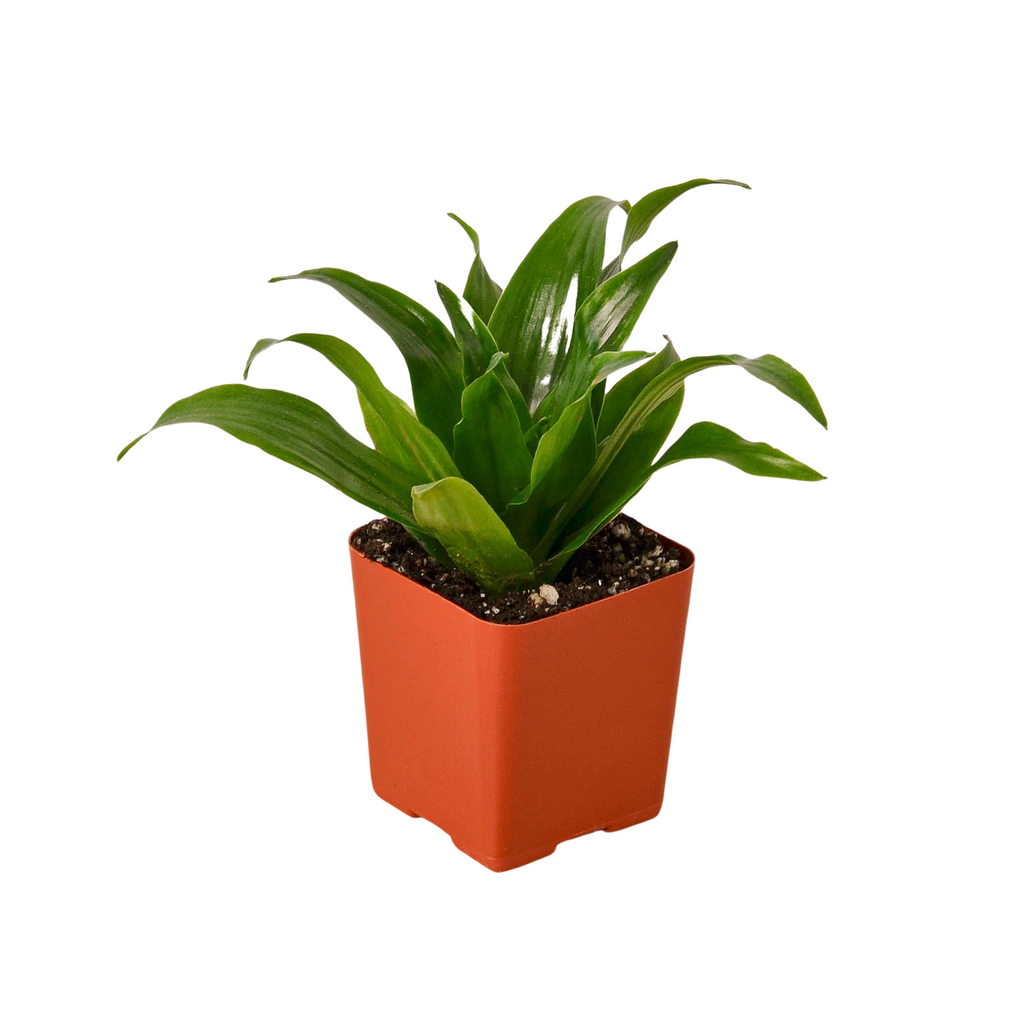 Tropical Plant Variety Bundle