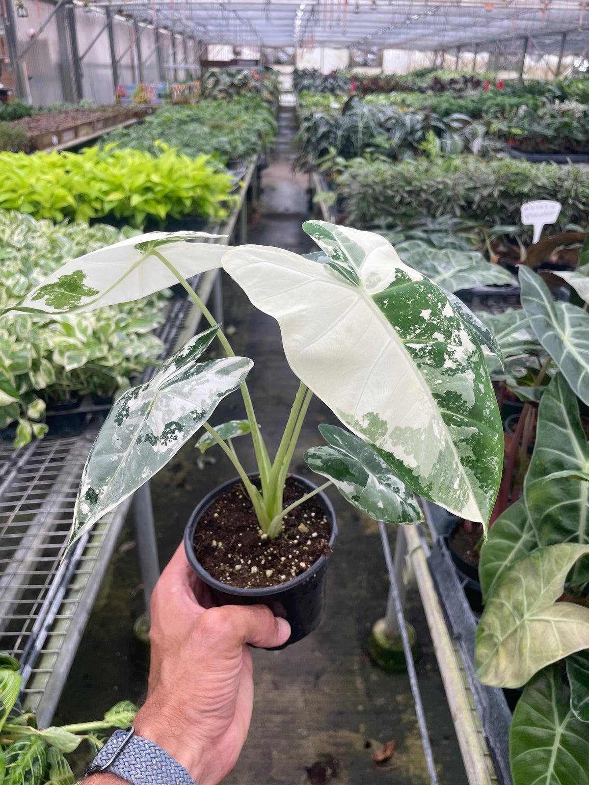 Alocasia 'Frydek' Variegated