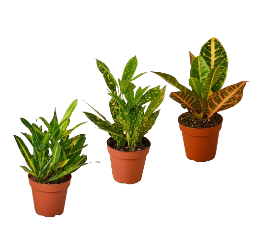 Croton Variety Pack (3 Plants)