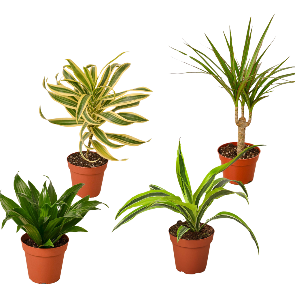 Dracaena Variety Pack (4 Plants)