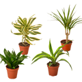 Dracaena Variety Pack (4 Plants)