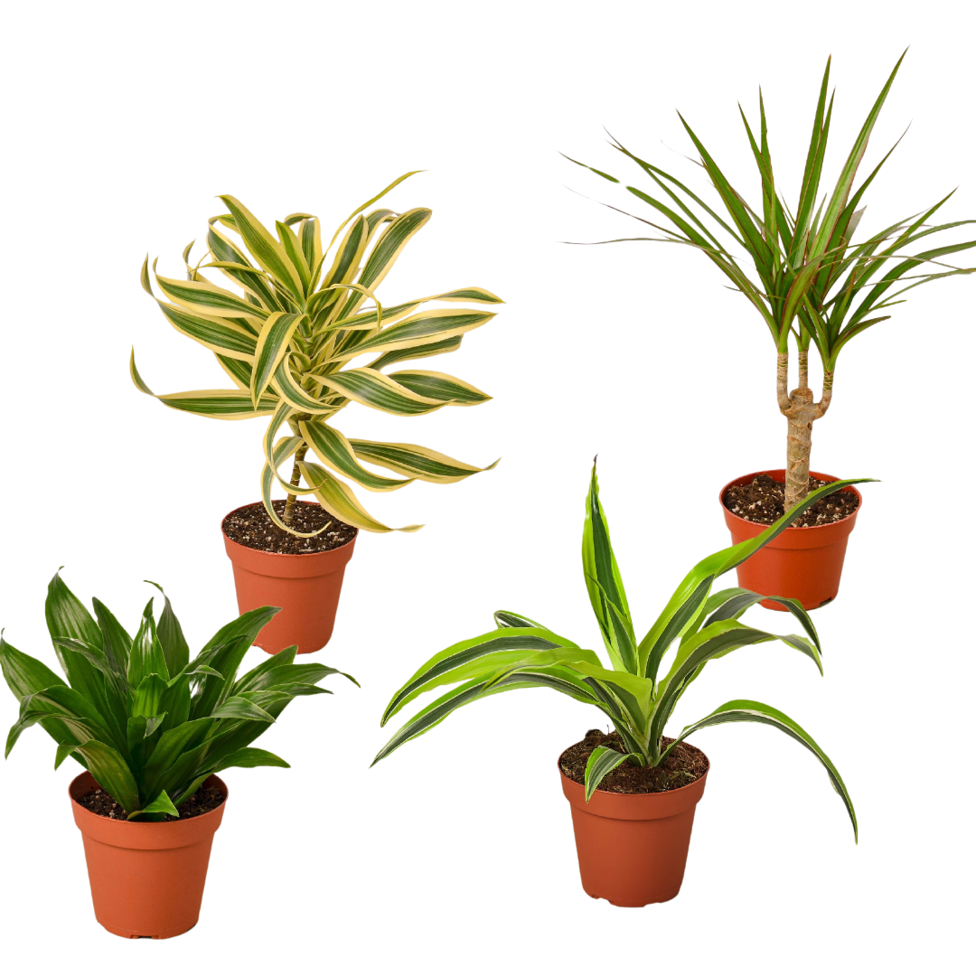 Dracaena Variety Pack (4 Plants)