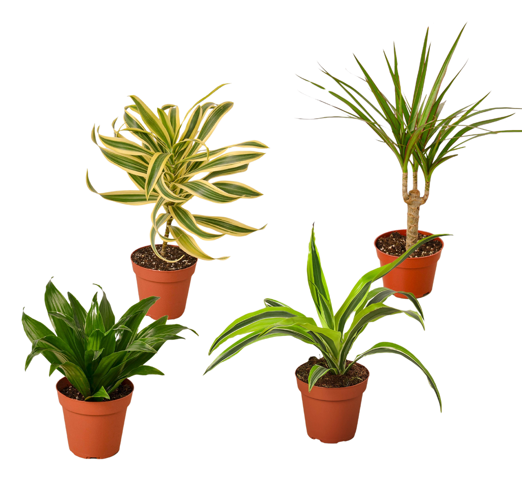 Dracaena Variety Pack (4 Plants)