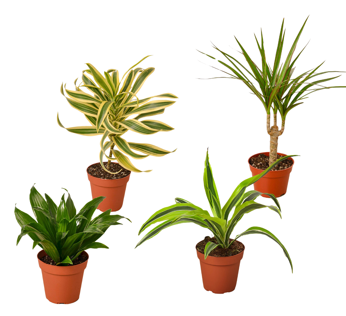 Dracaena Variety Pack (4 Plants)