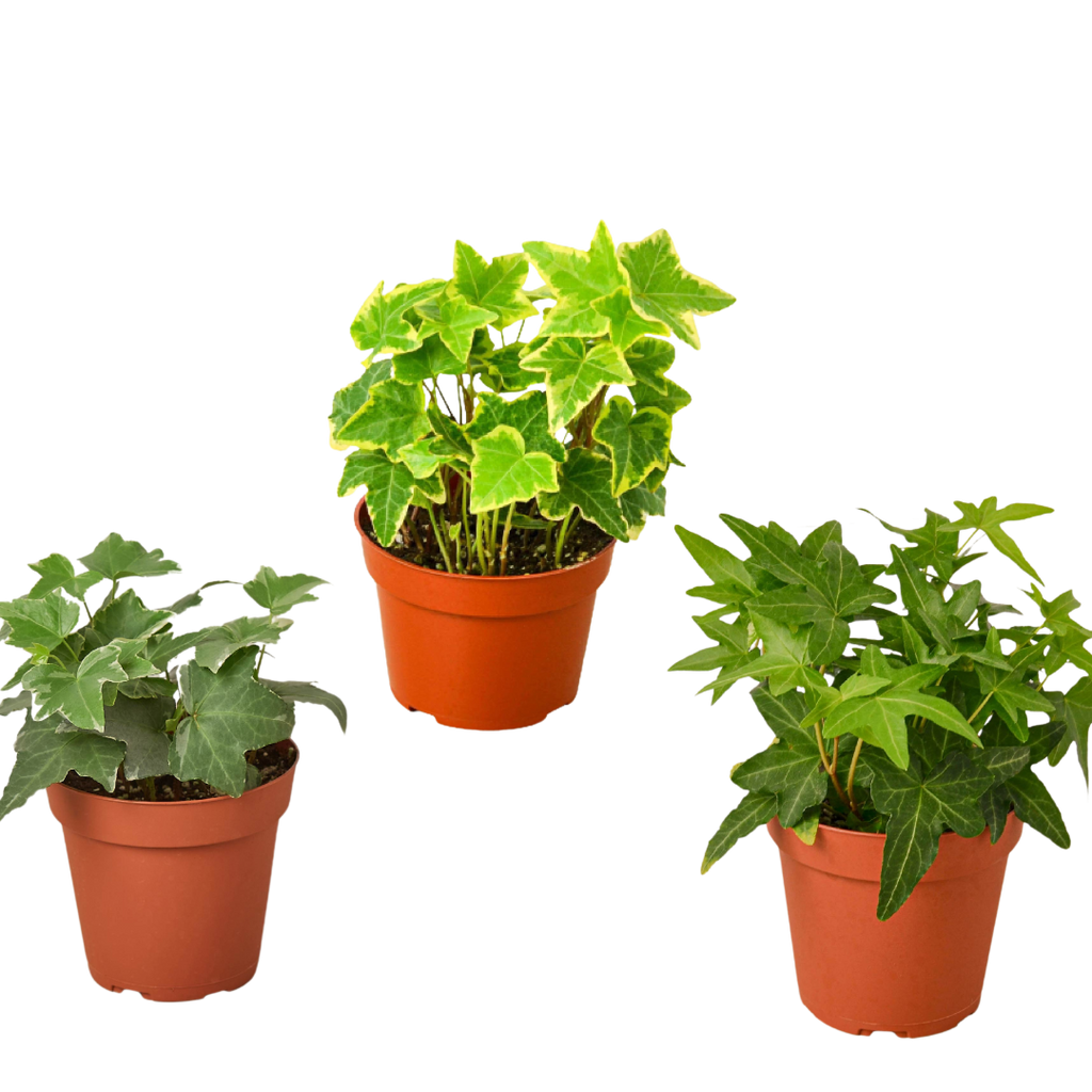 English Ivy Variety Pack (3 Plants)