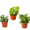 English Ivy Variety Pack (3 Plants)