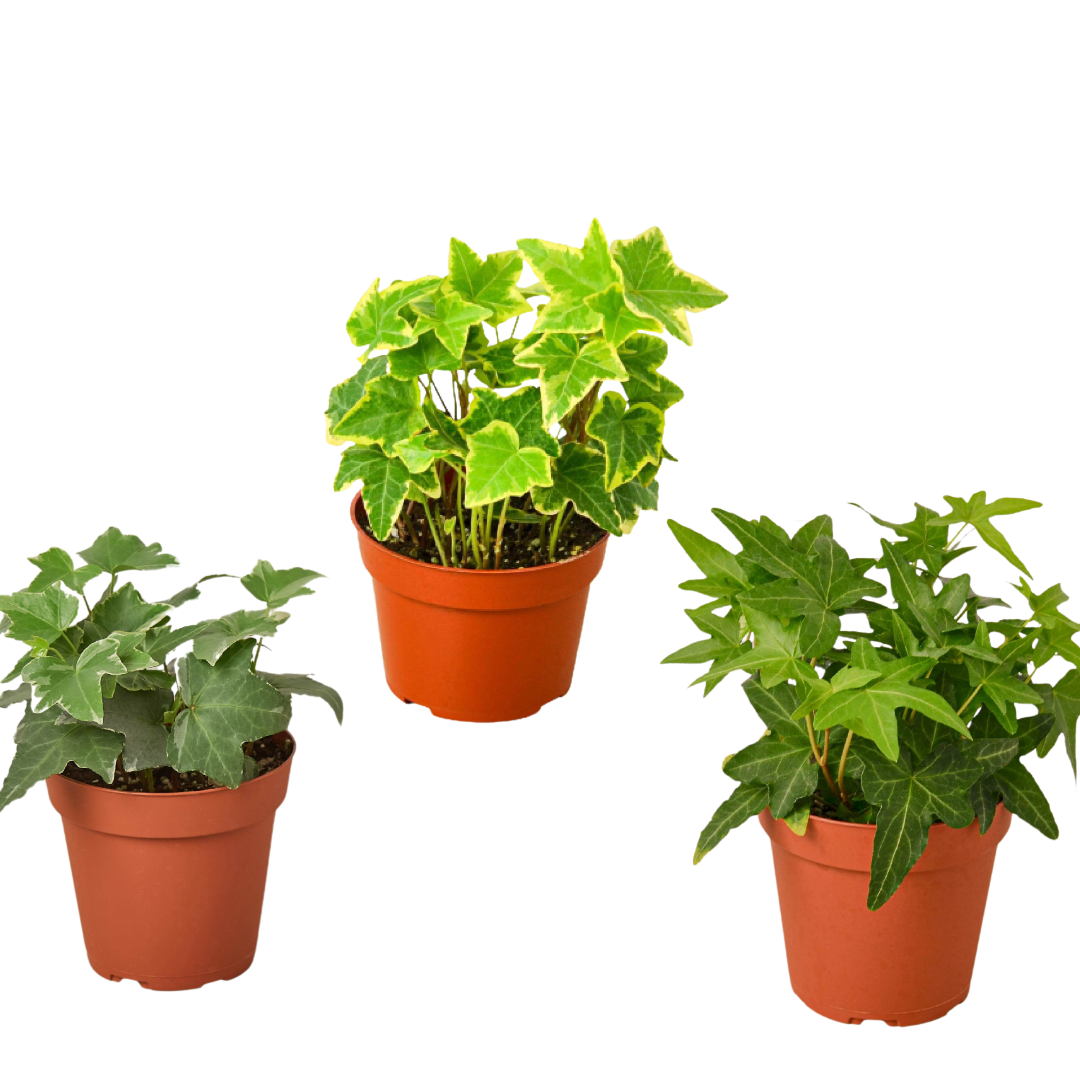 English Ivy Variety Pack (3 Plants)