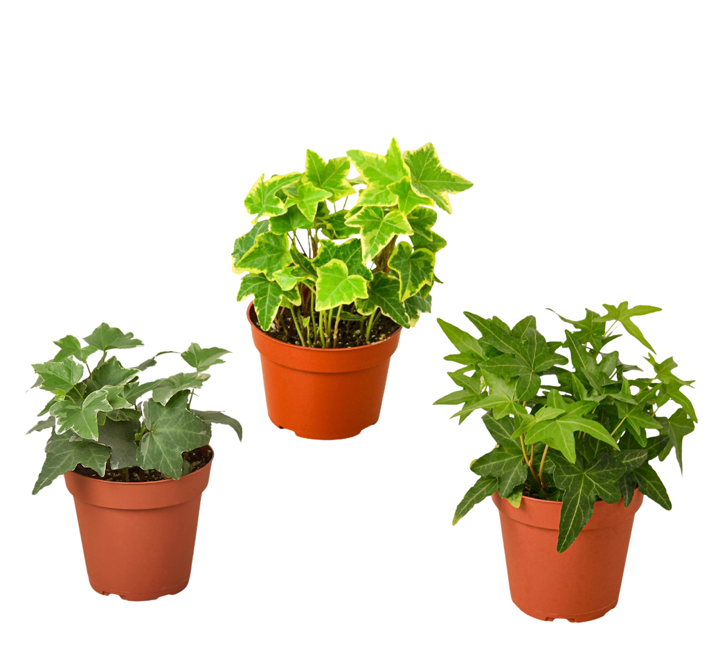 English Ivy Variety Pack (3 Plants)